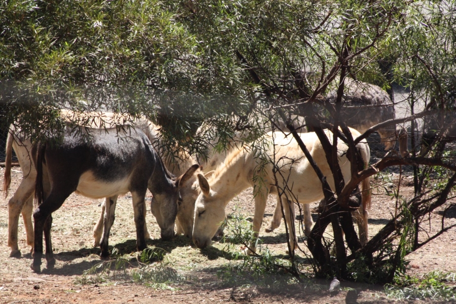 1 Bedroom Property for Sale in Langenhovenpark Free State